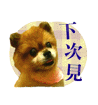 ポメラニアン-ニウエ（個別スタンプ：28）