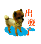 ポメラニアン-ニウエ（個別スタンプ：29）