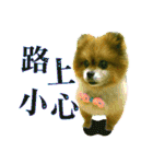 ポメラニアン-ニウエ（個別スタンプ：30）