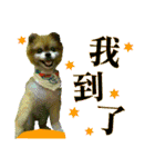 ポメラニアン-ニウエ（個別スタンプ：31）