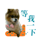 ポメラニアン-ニウエ（個別スタンプ：32）