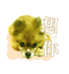 ポメラニアン-ニウエ（個別スタンプ：33）