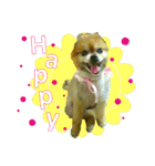 ポメラニアン-ニウエ（個別スタンプ：35）