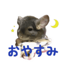 チンチラ宙くん（個別スタンプ：8）