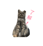 ニャー吉です（個別スタンプ：1）