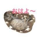 ニャー吉です（個別スタンプ：3）