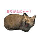 ニャー吉です（個別スタンプ：4）