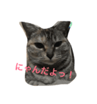 ニャー吉です（個別スタンプ：6）