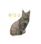 ニャー吉です（個別スタンプ：7）