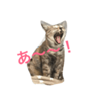 ニャー吉です（個別スタンプ：9）