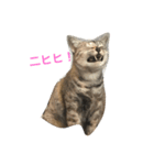ニャー吉です（個別スタンプ：11）
