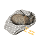 ニャー吉です（個別スタンプ：13）