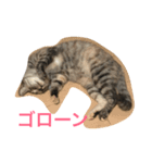 ニャー吉です（個別スタンプ：14）