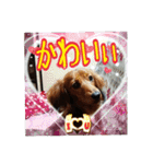 banshyu dog girl dachs Nami4（個別スタンプ：25）