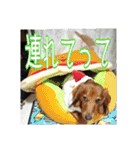 banshyu dog girl dachs Nami4（個別スタンプ：26）