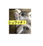 我が家の愛猫達です（個別スタンプ：1）