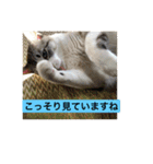 我が家の愛猫達です（個別スタンプ：2）