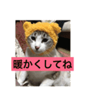 我が家の愛猫達です（個別スタンプ：3）