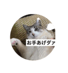 我が家の愛猫達です（個別スタンプ：4）