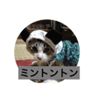 我が家の愛猫達です（個別スタンプ：5）