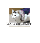 我が家の愛猫達です（個別スタンプ：6）