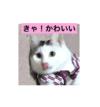 我が家の愛猫達です（個別スタンプ：7）