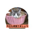 我が家の愛猫達です（個別スタンプ：8）