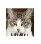 我が家の愛猫達です（個別スタンプ：9）