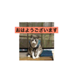 我が家の愛猫達です（個別スタンプ：10）