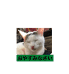 我が家の愛猫達です（個別スタンプ：11）