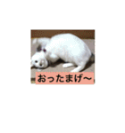 我が家の愛猫達です（個別スタンプ：12）