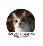 我が家の愛猫達です（個別スタンプ：14）