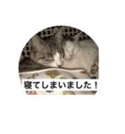 我が家の愛猫達です（個別スタンプ：16）