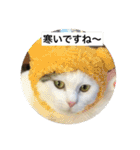 我が家の愛猫達です（個別スタンプ：17）