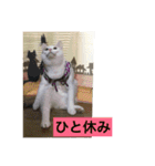 我が家の愛猫達です（個別スタンプ：18）