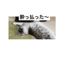 我が家の愛猫達です（個別スタンプ：19）