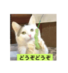 我が家の愛猫達です（個別スタンプ：21）