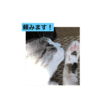 我が家の愛猫達です（個別スタンプ：23）