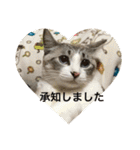 我が家の愛猫達です（個別スタンプ：26）