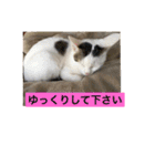 我が家の愛猫達です（個別スタンプ：28）