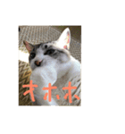 我が家の愛猫達です（個別スタンプ：29）