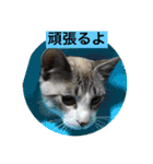 我が家の愛猫達です（個別スタンプ：30）