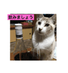 我が家の愛猫達です（個別スタンプ：31）