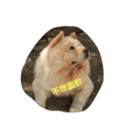 Uji's Vegging out life（個別スタンプ：6）