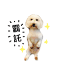 Small plums dog's daily.（個別スタンプ：1）