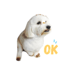 Small plums dog's daily.（個別スタンプ：2）