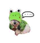 Small plums dog's daily.（個別スタンプ：3）
