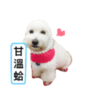 Small plums dog's daily.（個別スタンプ：4）