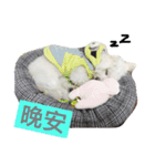 Small plums dog's daily.（個別スタンプ：6）