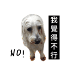 Small plums dog's daily.（個別スタンプ：7）